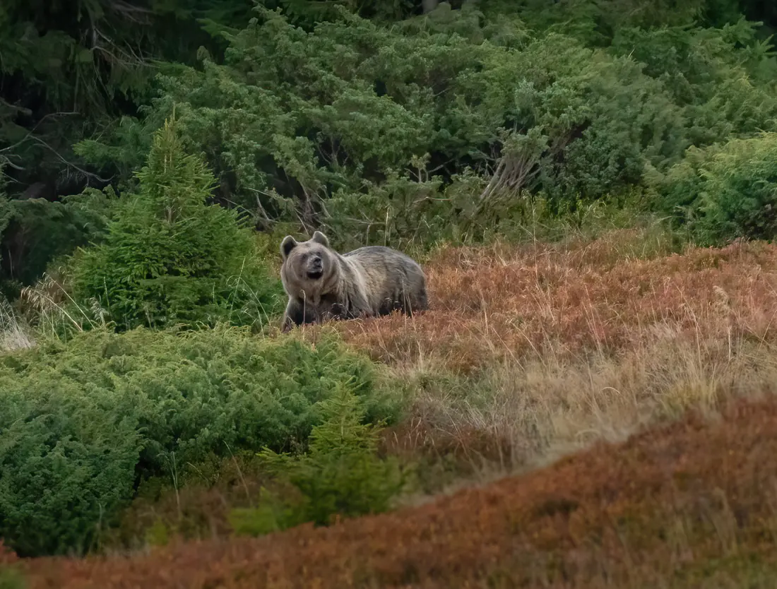 A wild brown bear moving through old-growth forest in the Romanian Carpathians