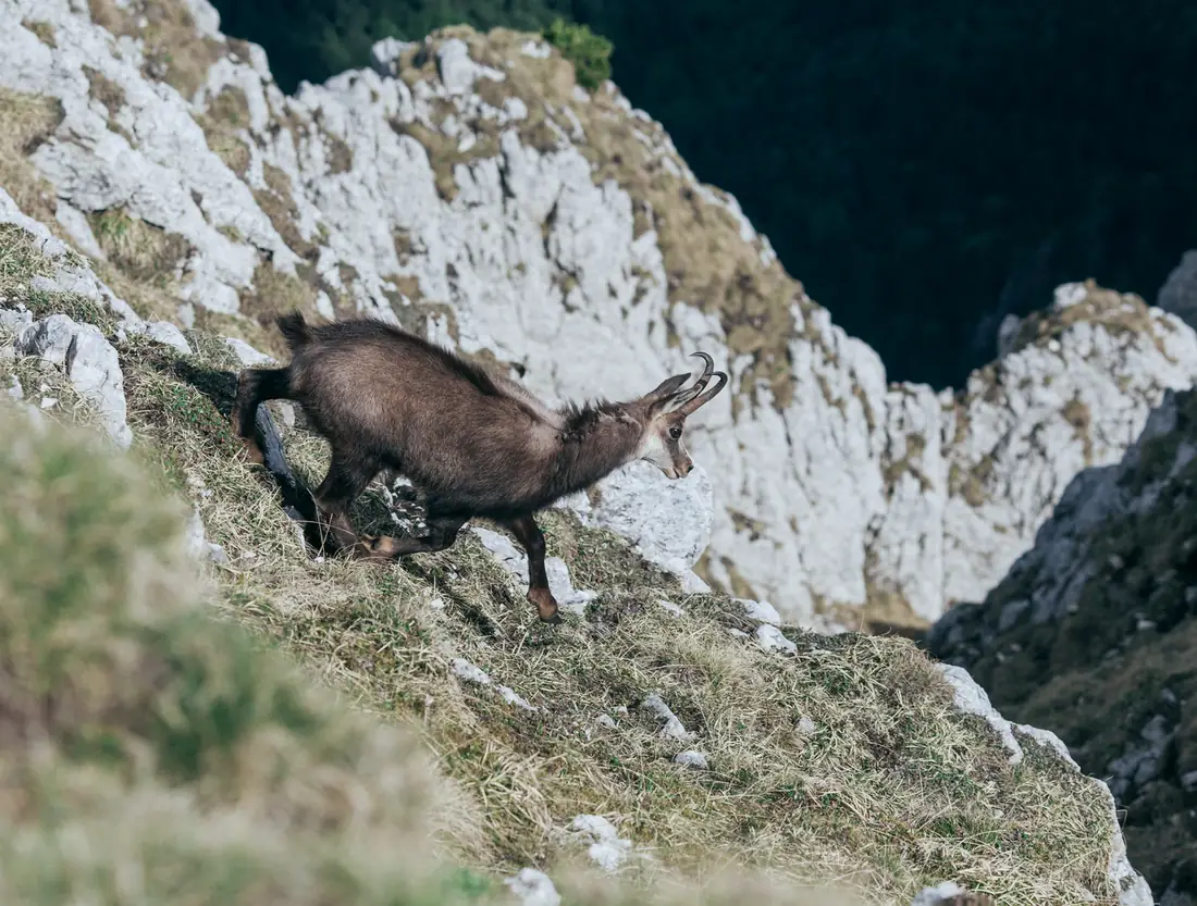 A chamois standing on a rocky ridge above the forest line in the Romanian Carpathians