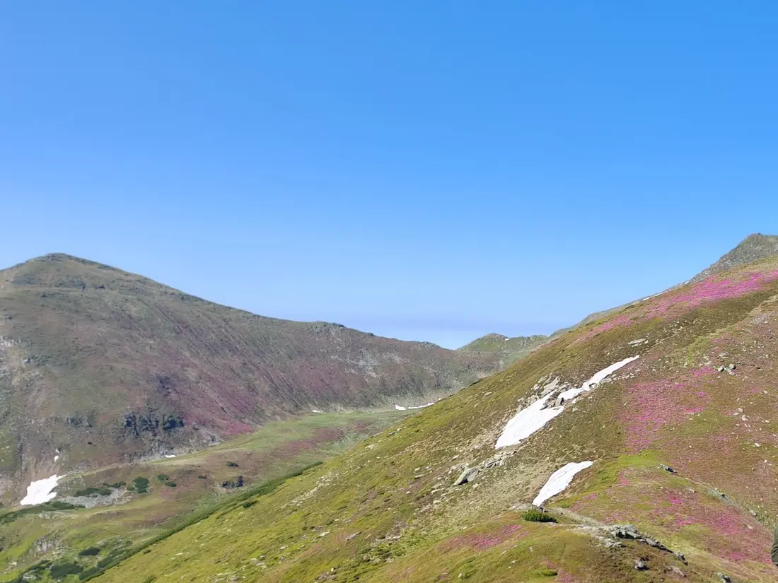 Rhododendrons in bloom on an alpine ridge in the Carpathian Mountains