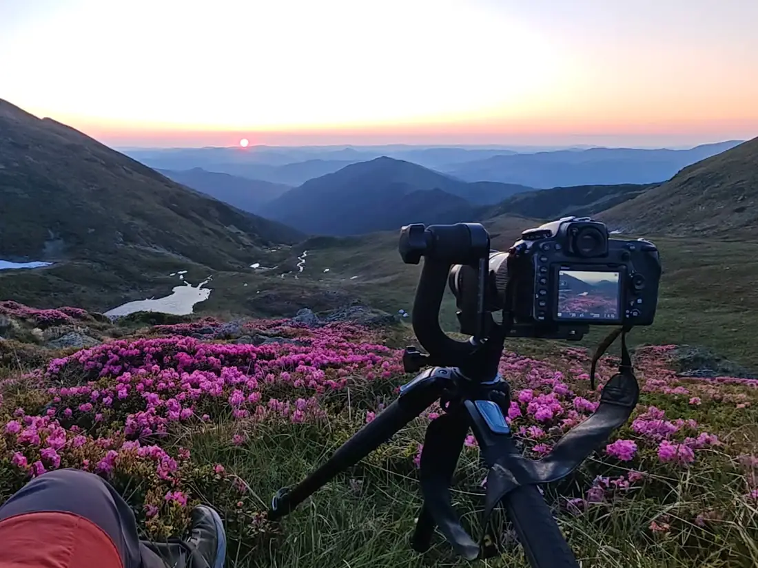 A camera on a gimbal among rhododendrons at sunrise in the Carpathian Mountains