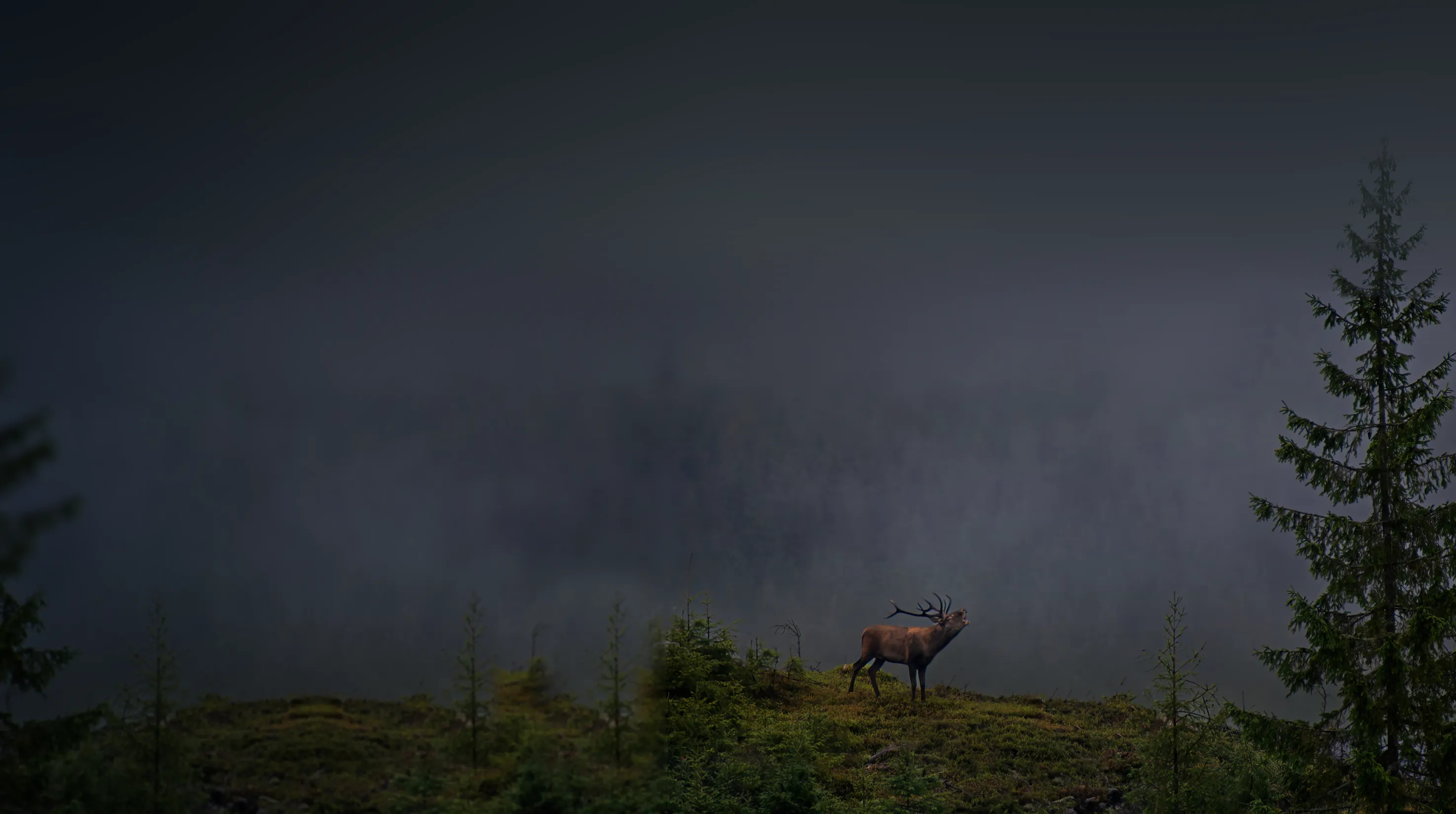 A red stag bellowing on a misty Carpathian ridge at dawn
