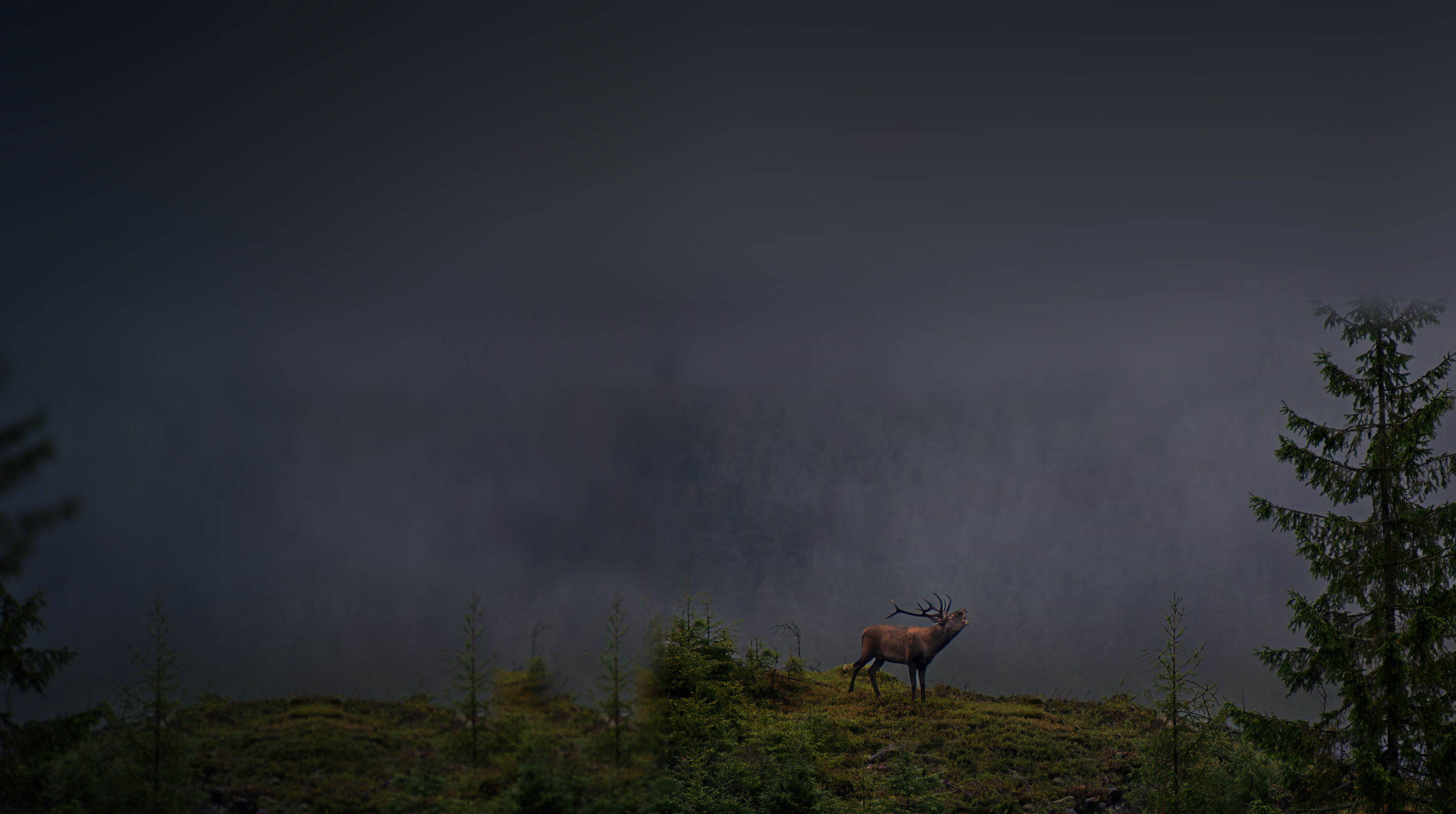 A red stag bellowing on a misty Carpathian ridge at dawn
