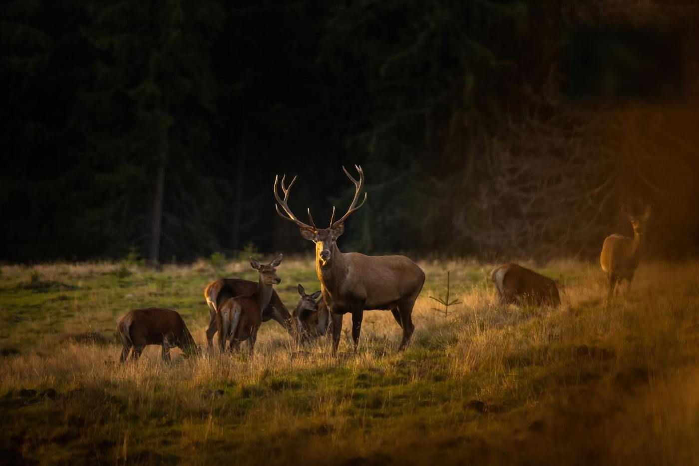 A red stag with his herd in a Carpathian clearing at golden hour