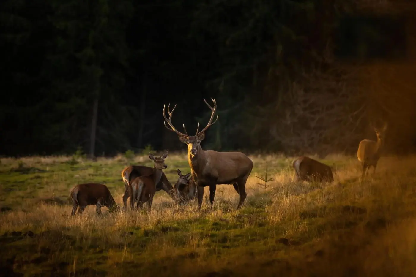 A red stag with his herd in a Carpathian clearing at golden hour