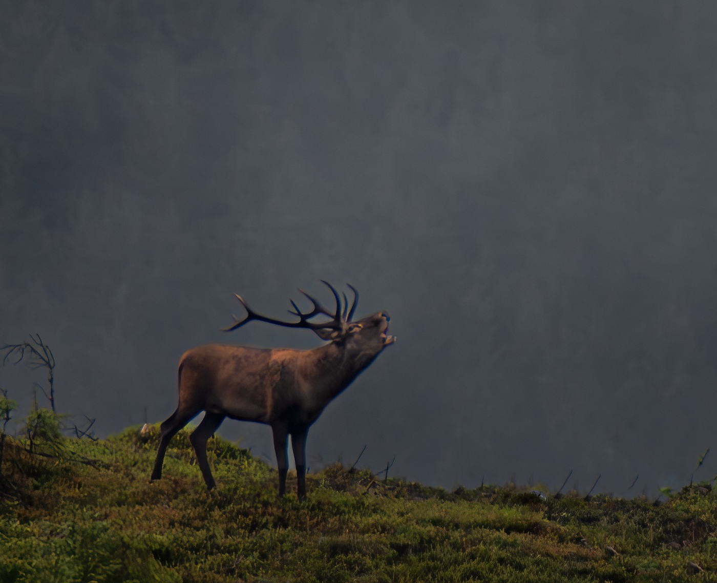 A mature red stag bellowing on a misty Carpathian ridge at dawn