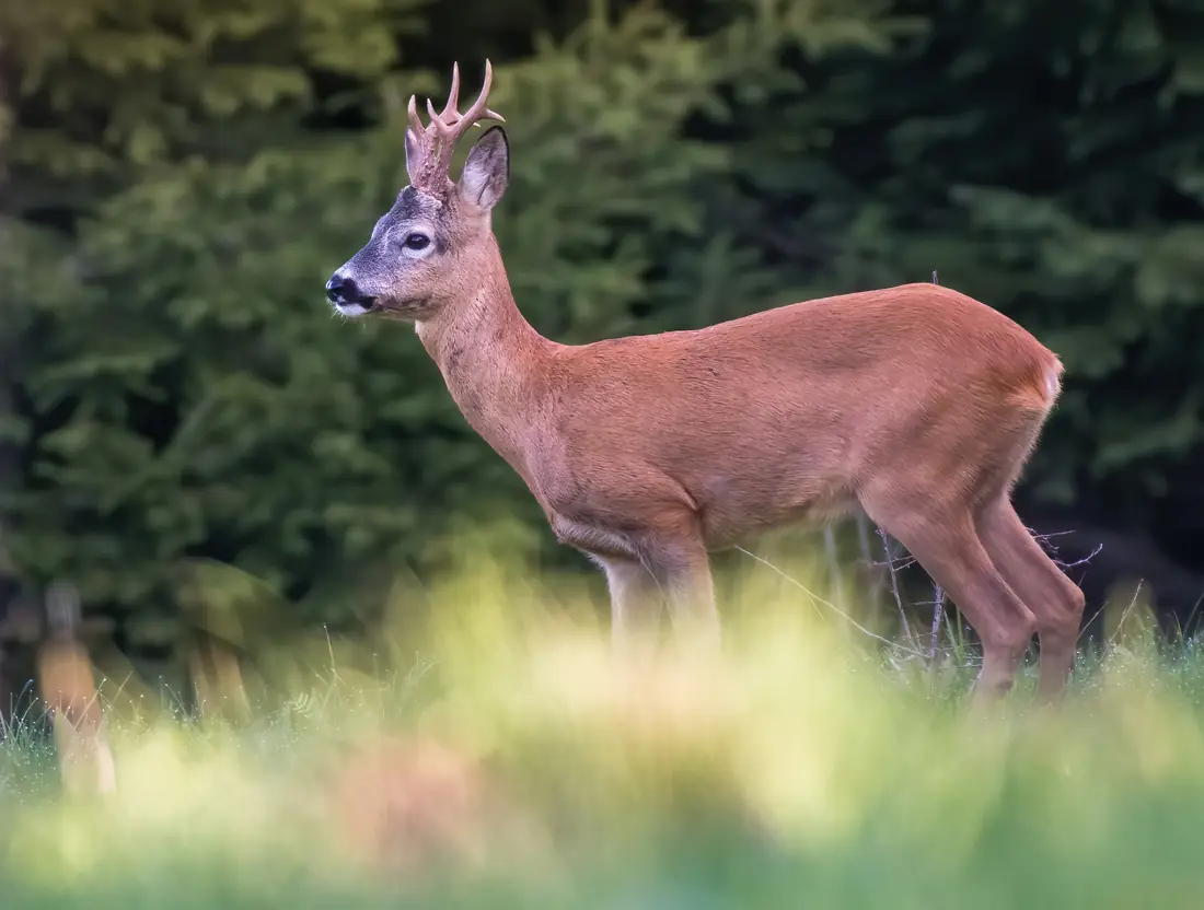 A mature roe buck standing alert at the edge of a Carpathian forest clearing