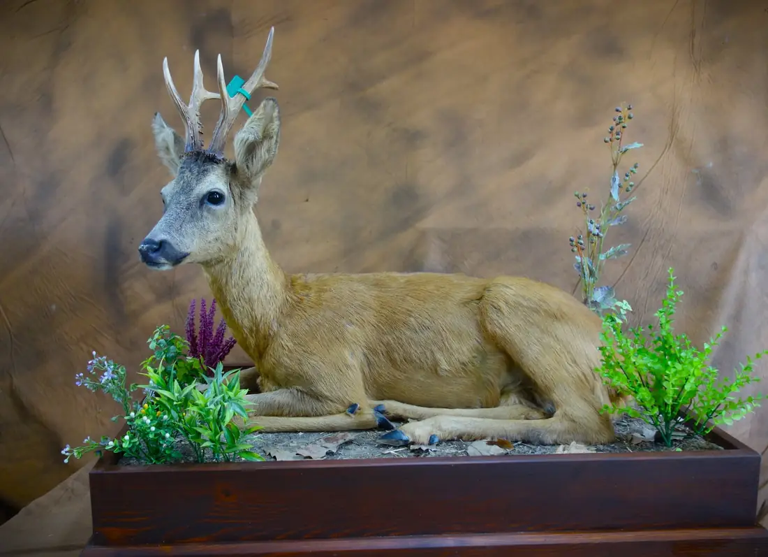 Full-body roe deer mount in a naturalistic setting