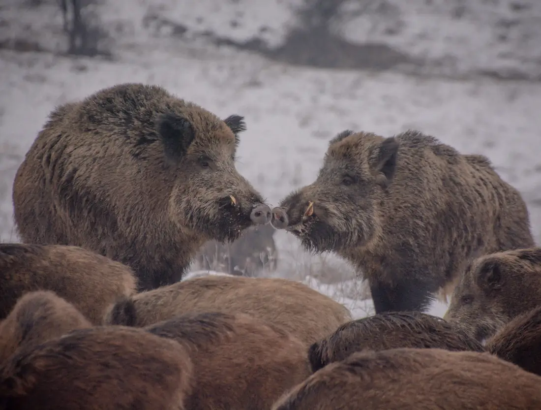 A wild boar moving through dense forest undergrowth in the Romanian Carpathians